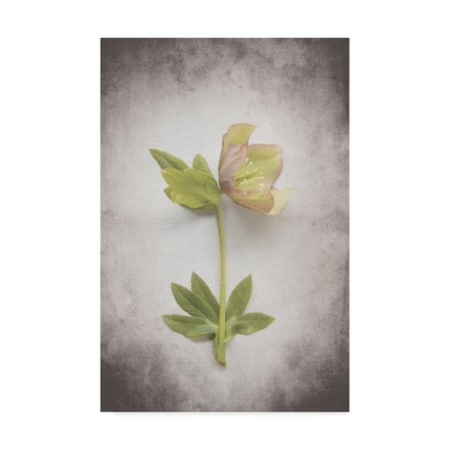 Felicity Bradley 'Vintage Hellebore Study III' Canvas Art,30x47